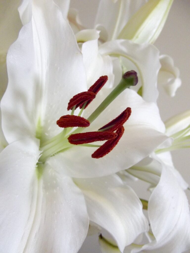 Close up of white lily flowers