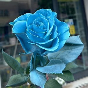 rosa blu